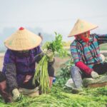 Dasheng Water Celery (Nanjing Specialty) - Bulk Wholesale