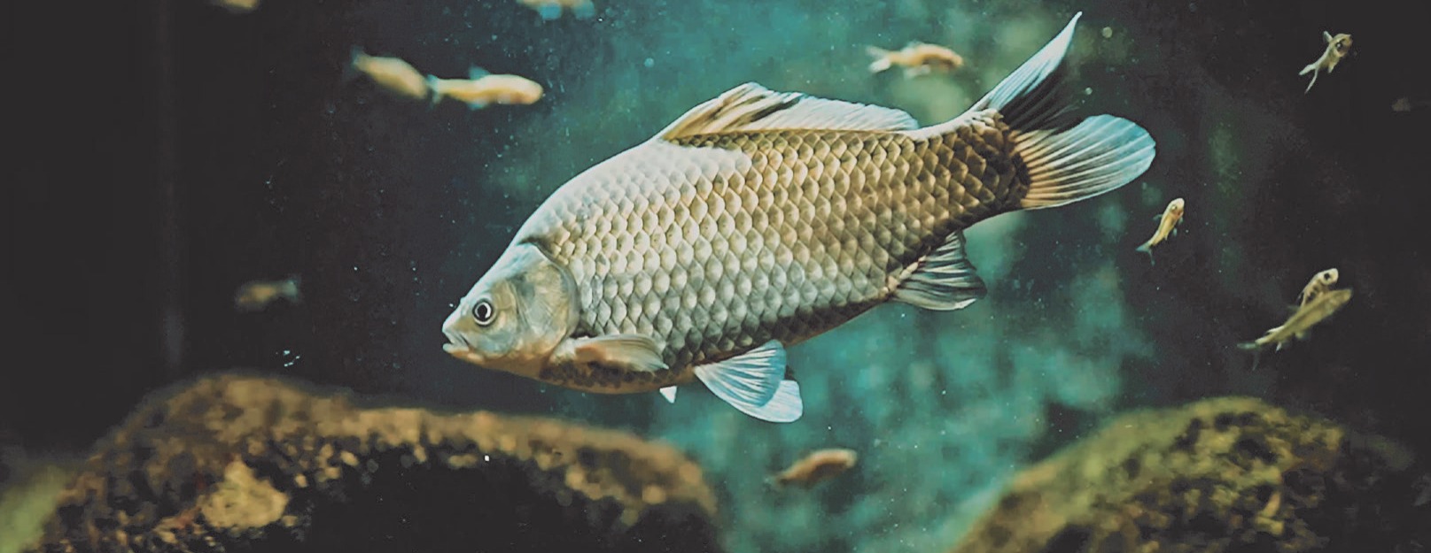 Longchi Crucian 001 {TPCAE_SPLIT_1} - رەسىم {TPCAE_SPLIT_2}