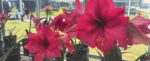 Nanjing Amaryllis (Premium Bulb) - Bulk Wholesale